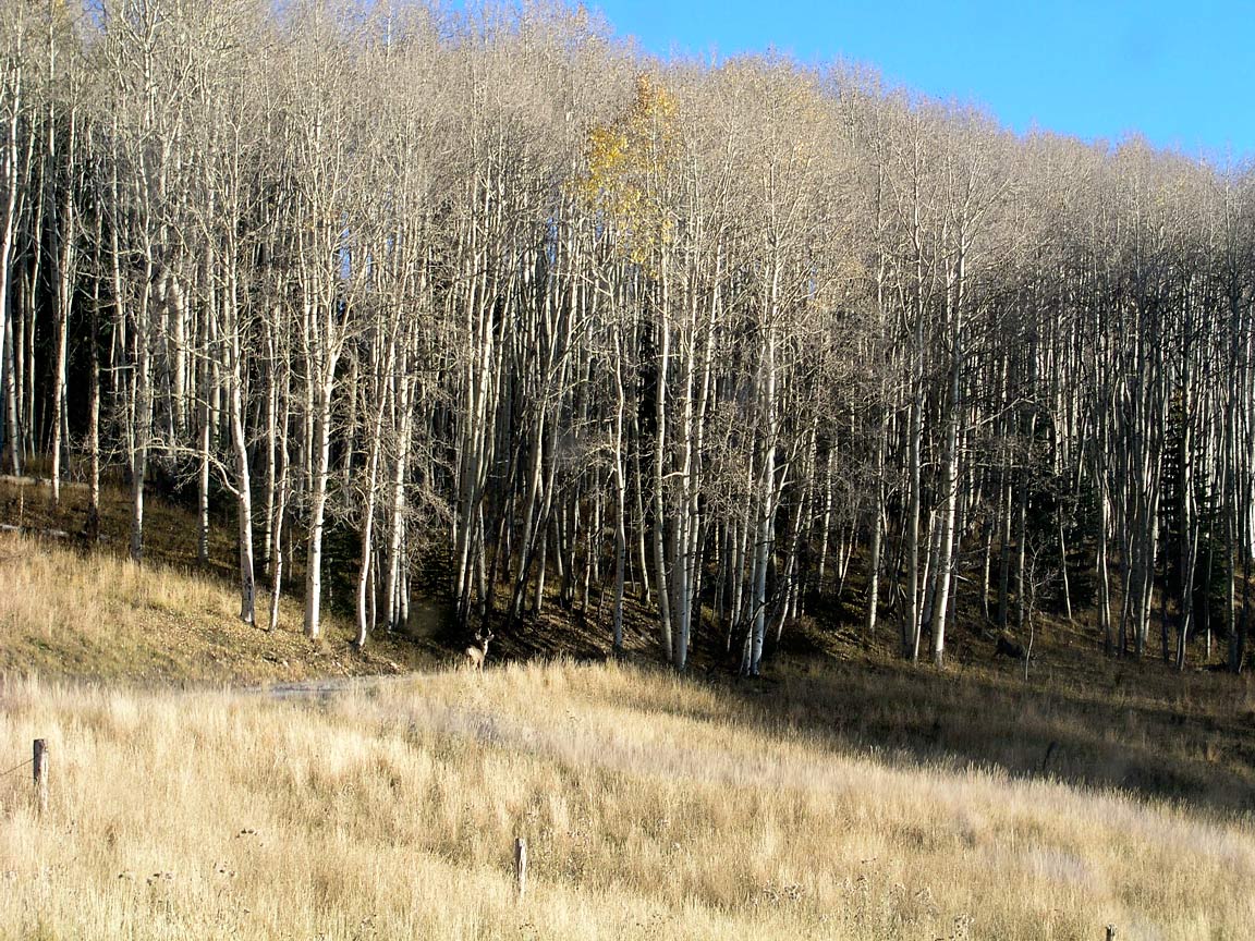 Fall Aspen along Last Dollar Road.